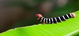 A Caterpillar Keeps Crawling…